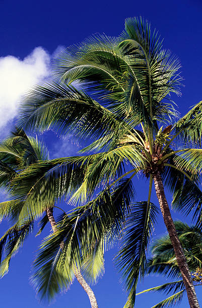 istock USA Hawaii O'ahu, North Shore, Coconut Palms. 183267633