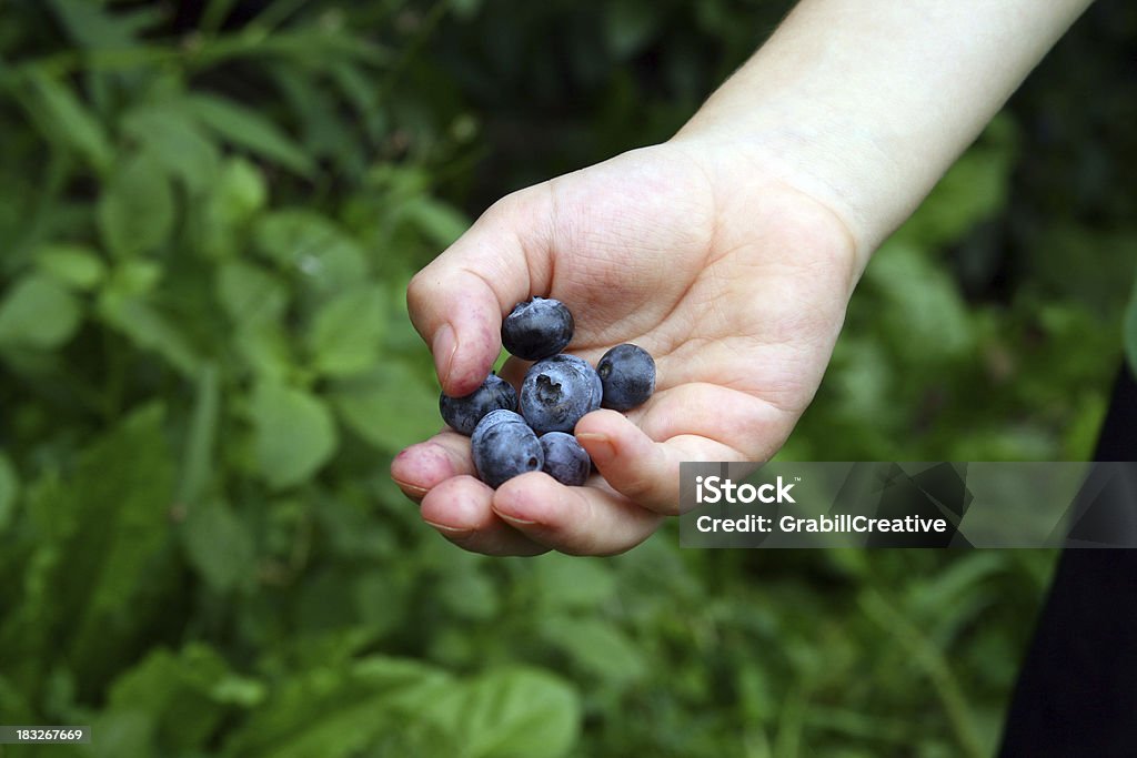 Michigan Blueberries In Hand at Berry Picking Time "Summer is the time for blueberry picking. Here a child holds a handful of fat, ripe berries. Mmm. Delicious! Michigan produce at its best." Agriculture Stock Photo