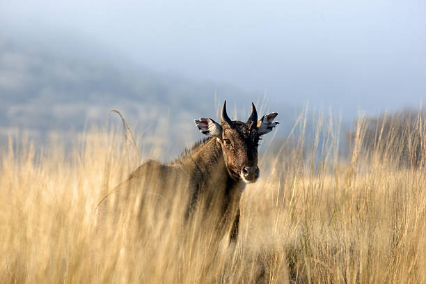 Female nilgai Boselaphus tragocamelus in the Gir Sanctuary. Gujarat. India.