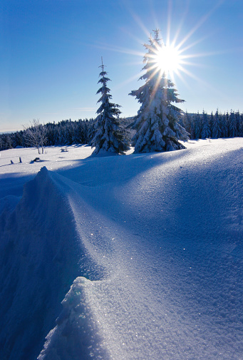 Winter landscape with the sun behind a frozen tree. Photographed at the Boedele, Vorarlberg, Austria.