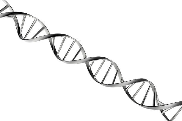 el adn - helix fotografías e imágenes de stock