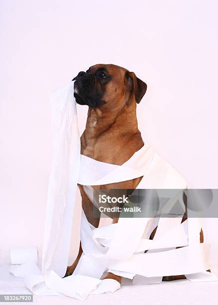 トイレットペーパー海外 - ボクサー犬のストックフォトや画像を多数ご用意 - ボクサー犬, ユーモア, カッコいい