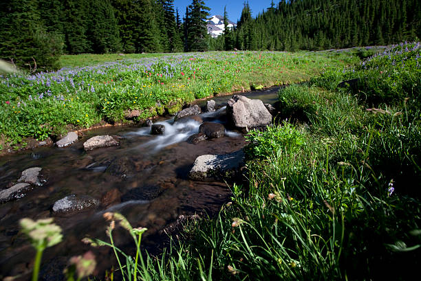 istock Wildflowers, Meadow and a Stream in the Three Sisters Wilderness 183268009