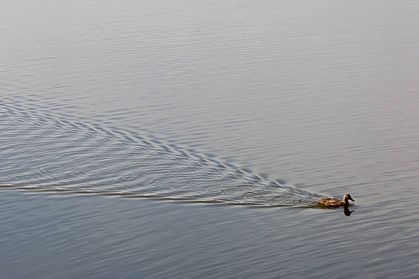 Duck swimming at River