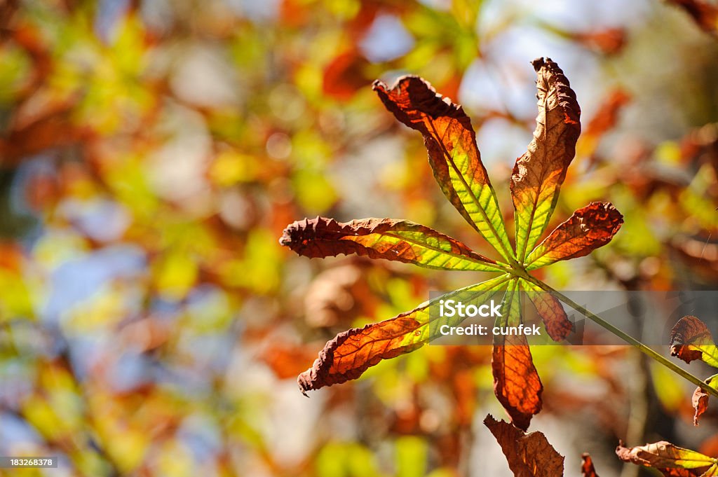 Chesnut leaf Single chesnut leaf in autumn phase Autumn Stock Photo