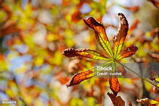 Chesnut Leaf Stock Photo - Download Image Now - Autumn, Backgrounds, Beauty In Nature