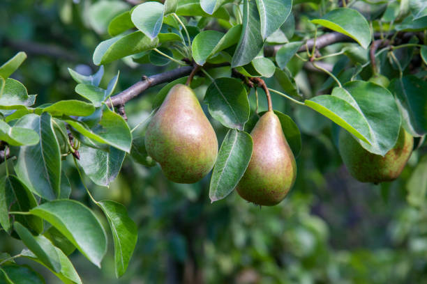 istock Shiny delicious pears hanging from a tree branch in the orchard. 1832683890