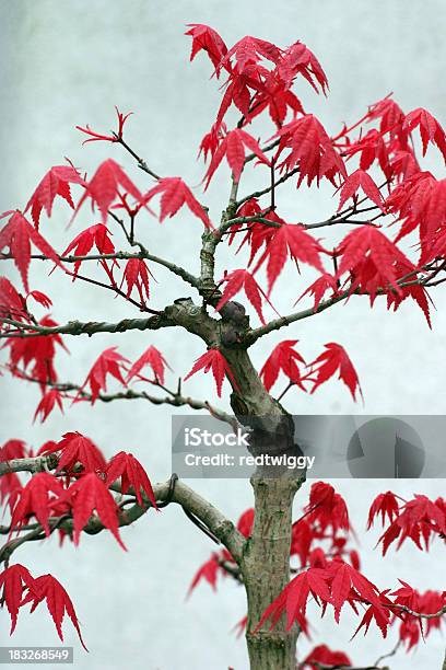 Bonsái Foto de stock y más banco de imágenes de Arce - Arce, Asia, Bonsái