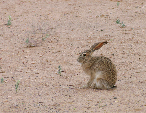 A jackrabbit on the New Mexico desert.