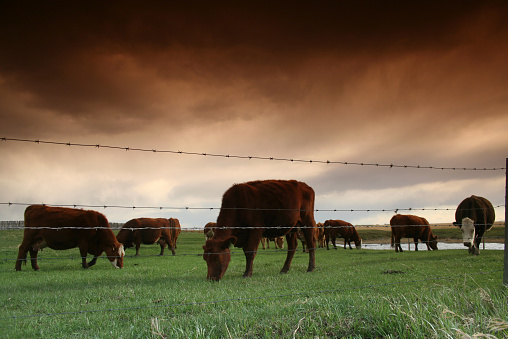 Cattle on the range with stormy sky. Image location is Alberta, Canada near Calgary. The beef industry is a staple in the province with prices steadily rising in 2014. Mad Cow Disease is one of the industries risks. Themes include red meat, beef, cattle, ranching, bovine, cows, agriculture, and domestic animals. Herd of cattle. 