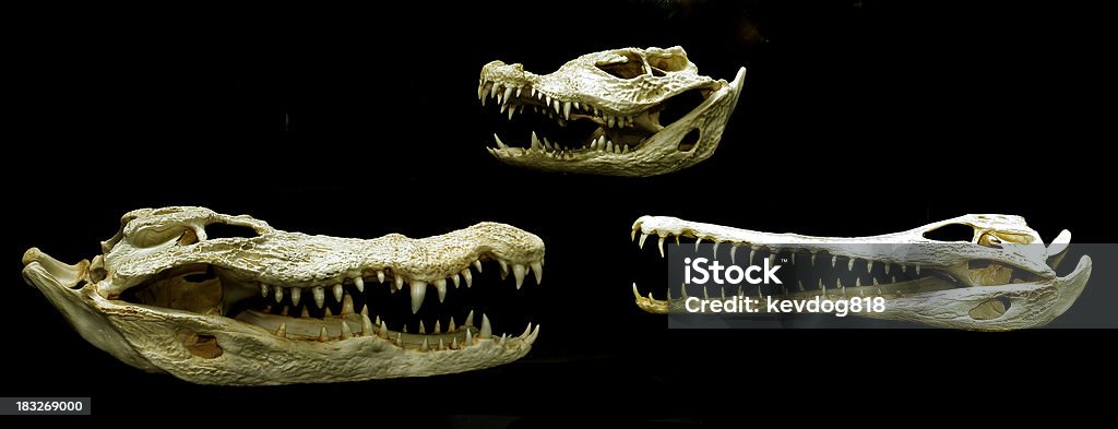 As caveiras - Foto de stock de Crocodilo royalty-free