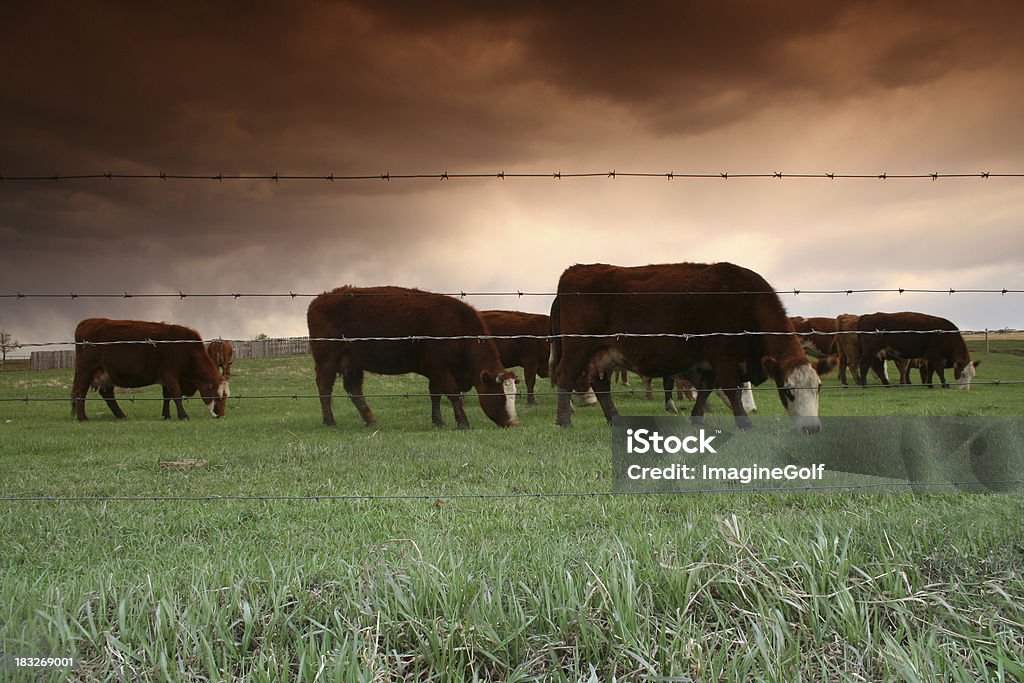 Pascolo di bovini - Foto stock royalty-free di Affari