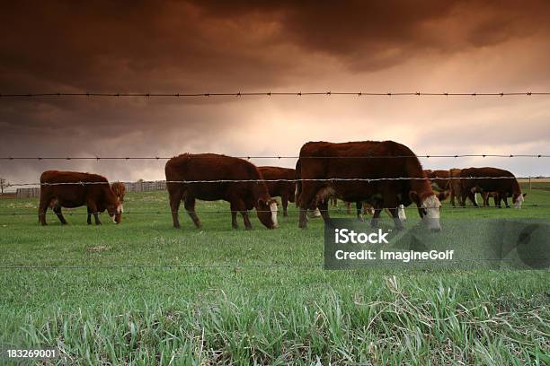 Pastar Bovinos - Fotografias de stock e mais imagens de Agricultura - Agricultura, Agriturismo, Alberta