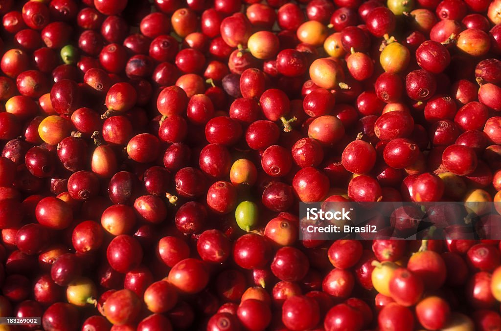 Small and red coffee tree fruits After the harvesting and just before drying the coffee is not black Coffee Crop Stock Photo