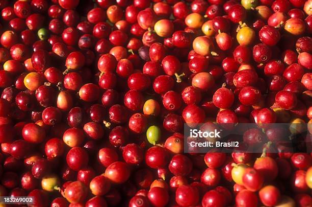 Small And Red Coffee Tree Fruits Stock Photo - Download Image Now - Coffee Crop, Fruit, Cherry