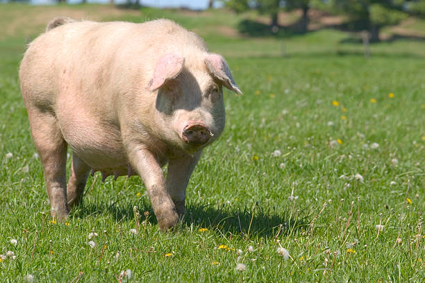 Pig stock photo