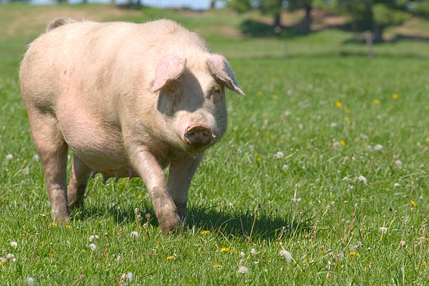 Pig Pig in field walking towards camera. We have other pig and farm related images in our portfolio. sow pig stock pictures, royalty-free photos & images