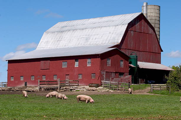 Pigs on Farm stock photo