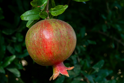 Red, mature, ripe pomegranate fruit hang from a tree during harvest season in an orchard.