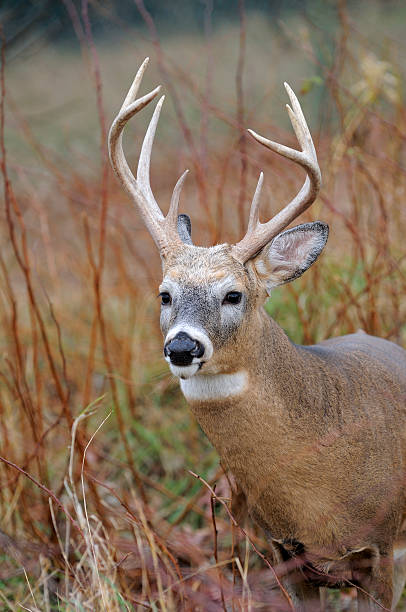 Alerte buck Whitetail - Photo