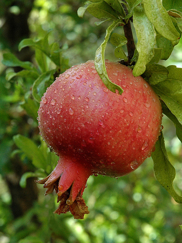 Red, mature, ripe pomegranate fruit hang from a tree during harvest season in an orchard.