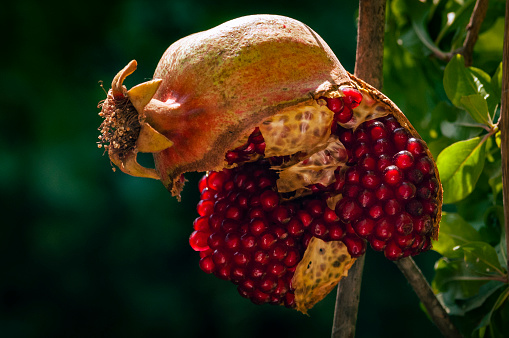 Red, mature, overripe pomegranate fruit hanging froma  tree and split open to expose numerous juicy seeds.