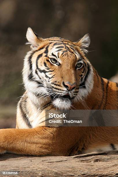 Tiger Stockfoto und mehr Bilder von Tiger - Tiger, Bedrohte Tierart, Fotografie