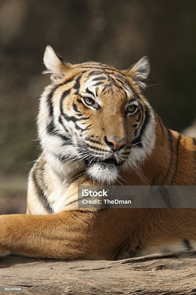 Tigre - Foto de stock de Tigre royalty-free