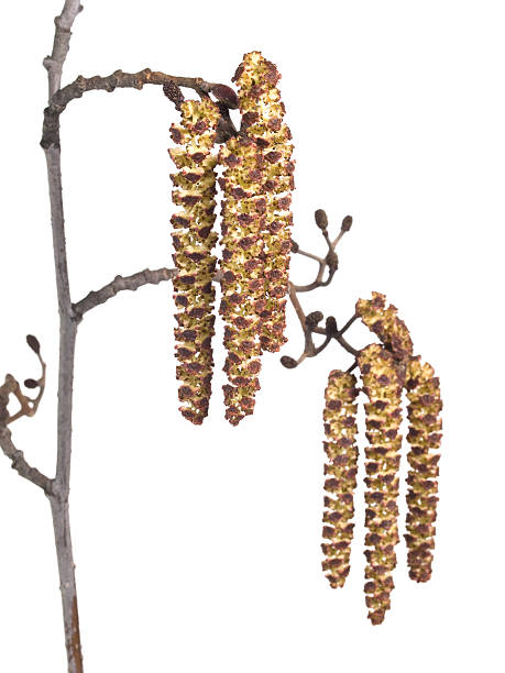 alder catkins の - aments ストックフォトと画像