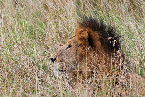 Photo of a lion hiding in the grass at the Maasai Mara national Reserve in Kenya, África.