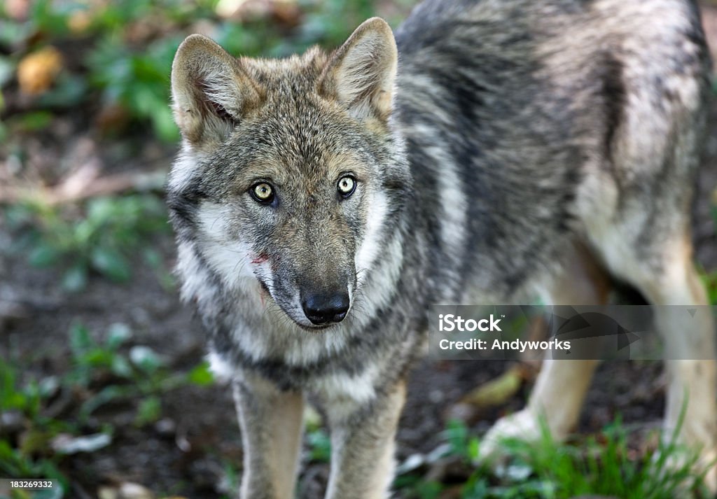 Europäische Gray Wolf Starren - Lizenzfrei Einzelnes Tier Stock-Foto