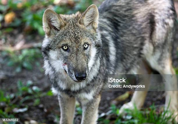 Europäische Gray Wolf Starren Stockfoto und mehr Bilder von Einzelnes Tier - Einzelnes Tier, Europäischer Wolf, Fotografie