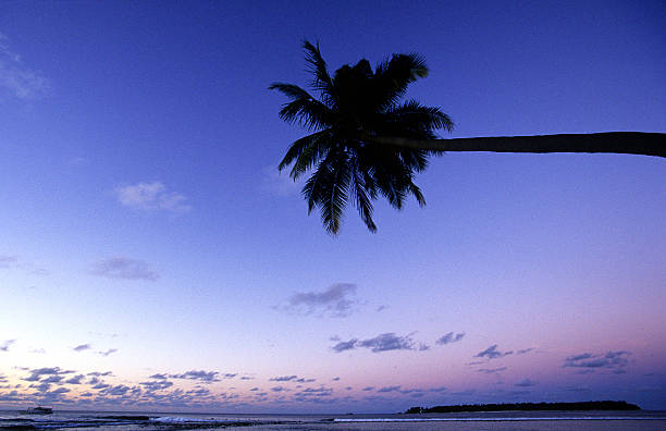 istock Maldives, southern atolls, coconut palm. 183269469