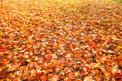 Colorful Fall Leaves Background Spread Out Over Grass.