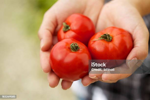 Gruppe Von Roten Tomaten In Frau Hände Stockfoto und mehr Bilder von Daumen - Daumen, Drei Gegenstände, Erdreich