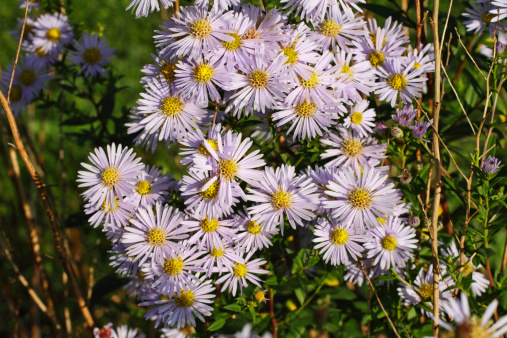 These pretty, delicately-coloured flowers are a real sign that autumn is coming. This is an aster that blooms through August to November, which explains its association with the feast of St. Michael on 29 September (in the UK). Selective focus, using macro lens. Lately re-named ( Symphyotrichum novi-belgii ), and also known as the New York aster.