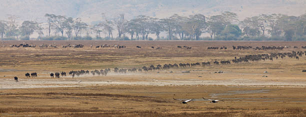 istock Wildebeest Making Way Across Ngorongoro Crater Tanzania 183269708