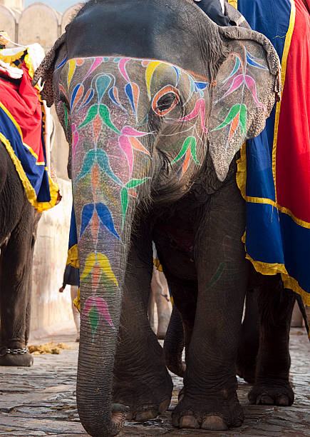 istock Indian Elephant at Amber Fort, Jaipur 183269855