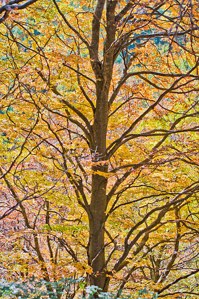 buche im herbst - saturated color beech leaf autumn leaf stock-fotos und bilder