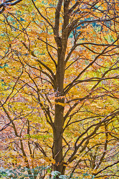 faggio in autunno - saturated color beech leaf autumn leaf foto e immagini stock
