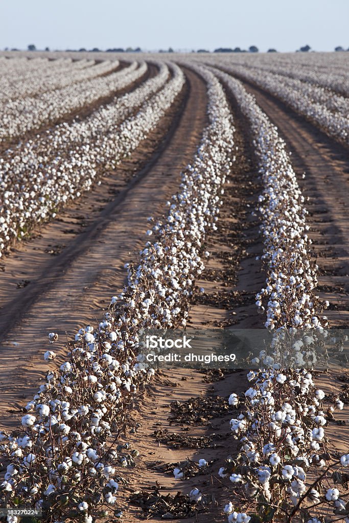 綿作物列 - 農園のロイヤリティフリーストックフォト