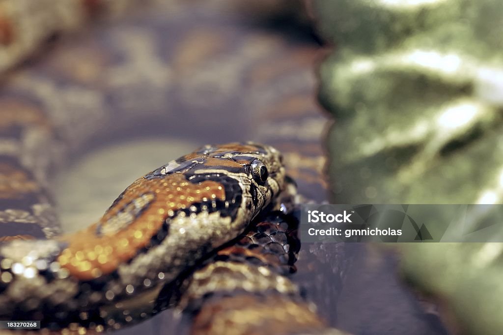 Зоомагазин snake - Стоковые фото Анаконда - Удав роялти-фри