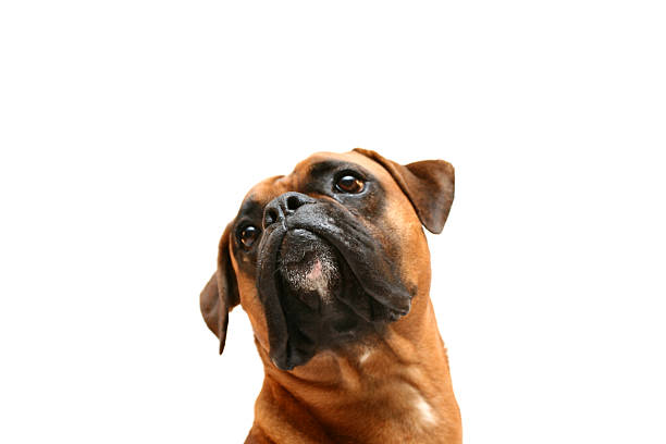 Just Max  boxer dog stock pictures, royalty-free photos & images