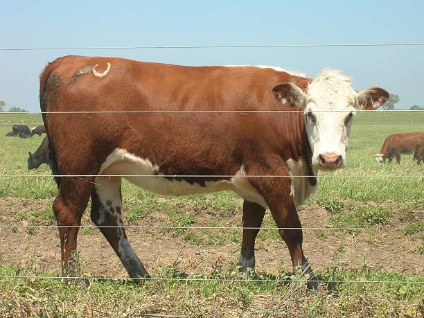 Cow staring through the wire fence. This image was taken in Sacramento County in Northern California.