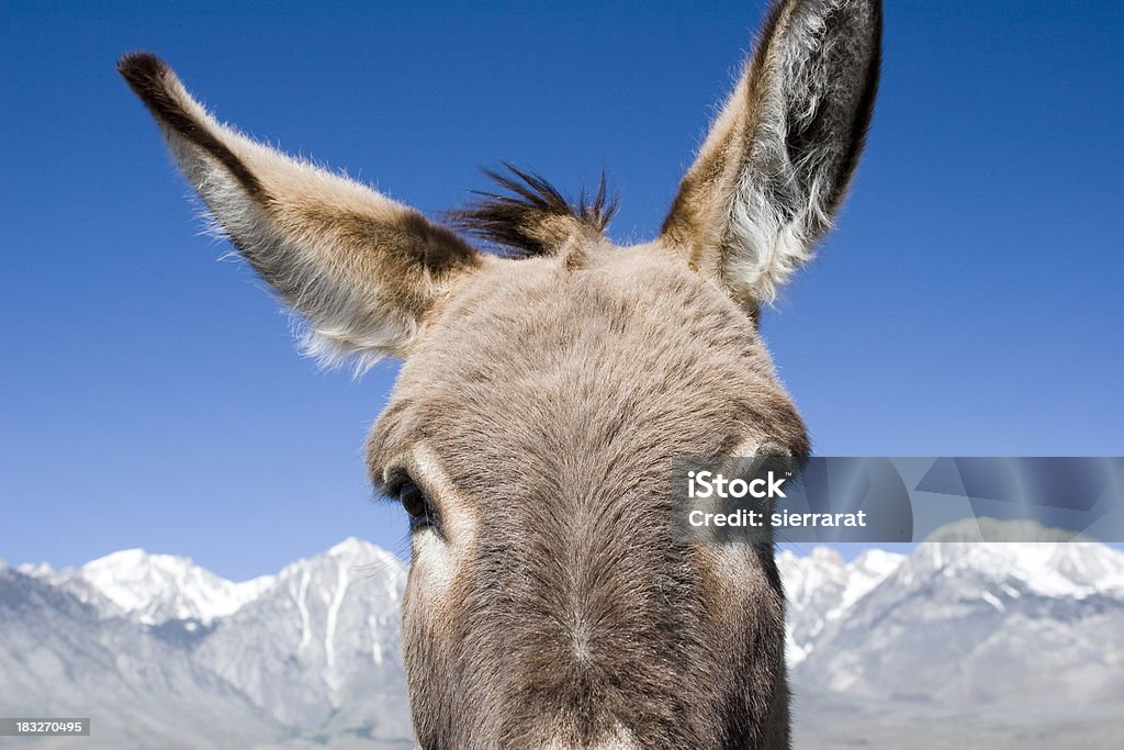 Wild Burro Wild Burro in the Nevada Desert.Click on an image to go to my Horses Lightbox. Animal Stock Photo