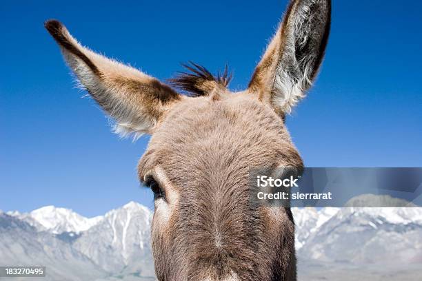 Wild Burro Stock Photo - Download Image Now - Animal, Animal Hair, Animal Nose