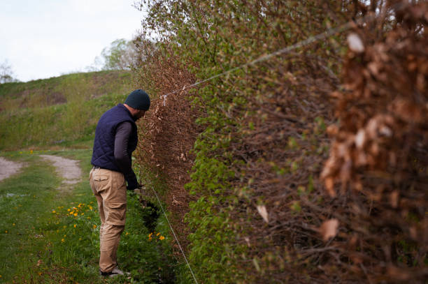 istock A male gardener trims a hedge in early spring, leveling it with stretched laces 1832707447