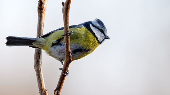Daytime side view close-up of a cute single Eurasian blue tit (Cyanistes caeruleus) perching on a branch looking ahead
