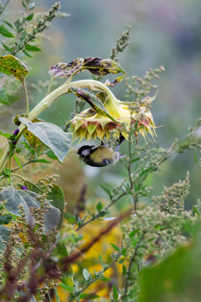 Daytime side view close-up of a cute single male great tit (Parus major), hanging upside down on a sunflower