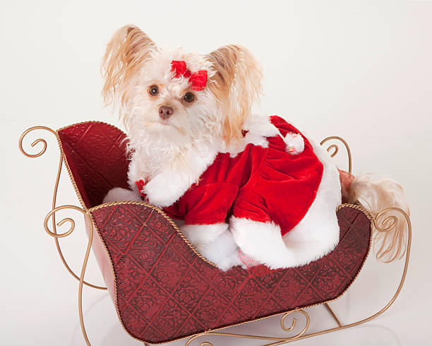 natale slitta cucciolo - long haired chihuahua mixed breed dog purebred dog long hair foto e immagini stock